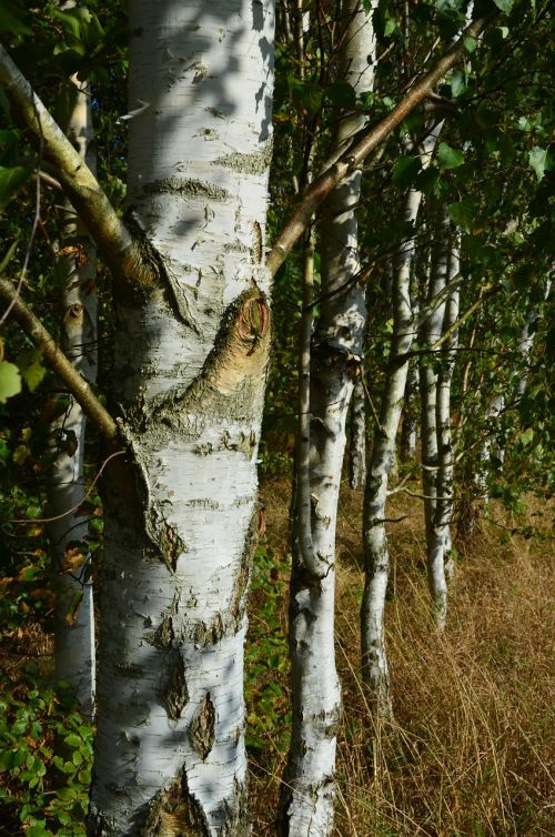 birch forest trees