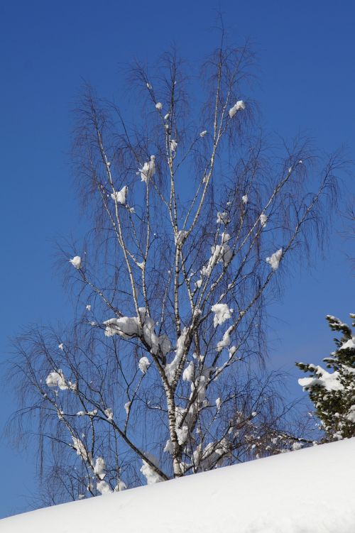 birch snow snowy