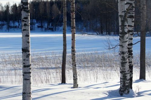 birch winter snow