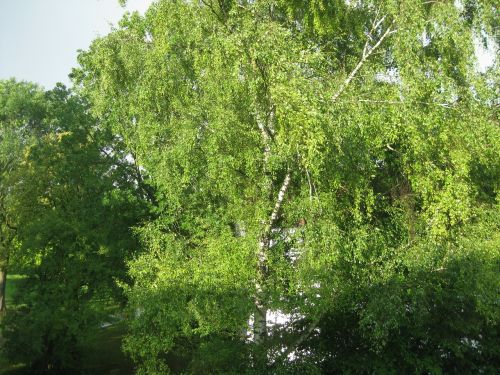 birch tree wind