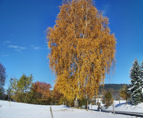 birch autumn colorful