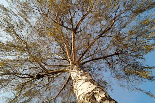 birch tree crown