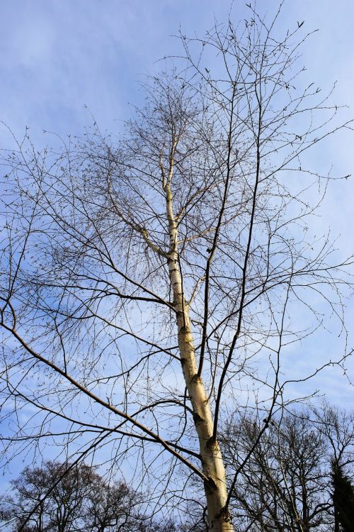 birch tree nature