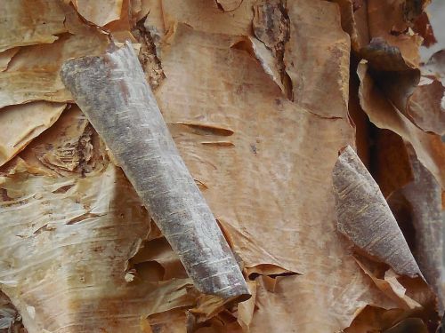birch bark tree