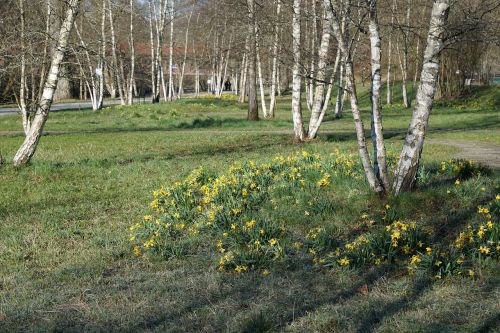 birch park nature