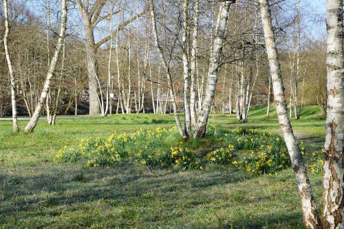 birch park nature