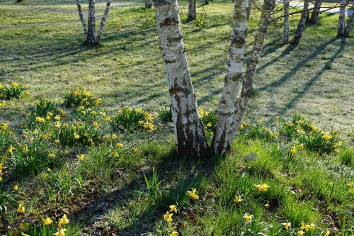 birch park nature