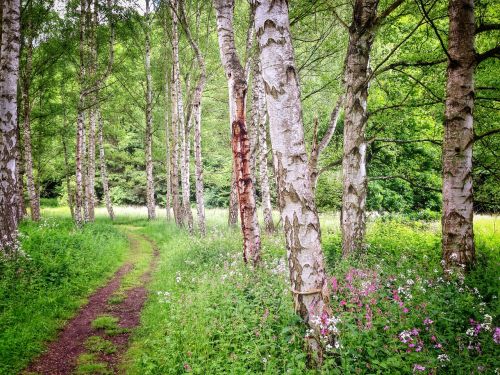 birch forest summer