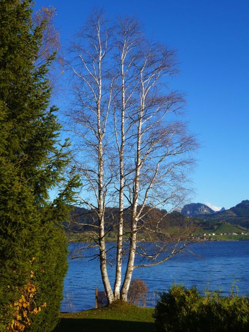 birch lake autumn