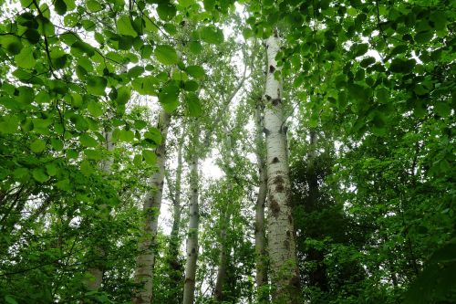 birch forest nature