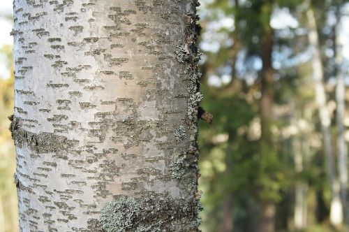 birch stem trunk
