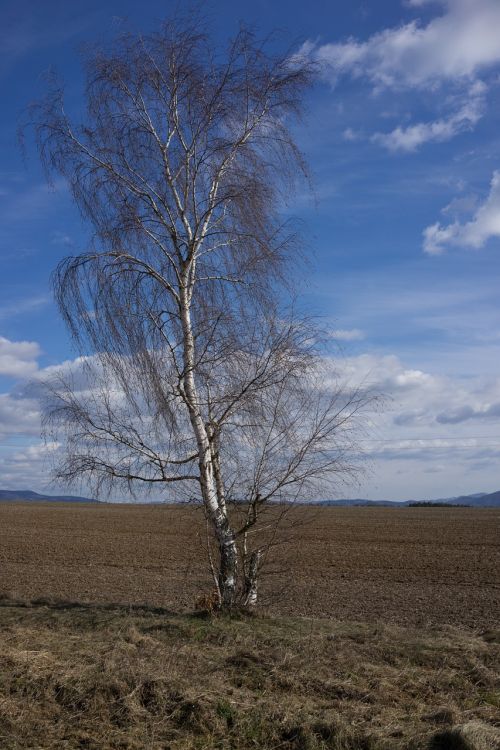 birch early spring tree