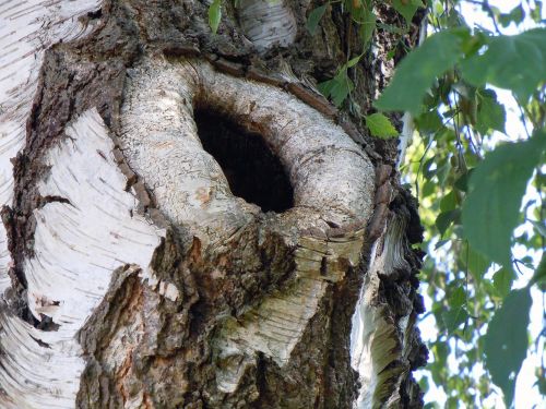 birch tree hole nature