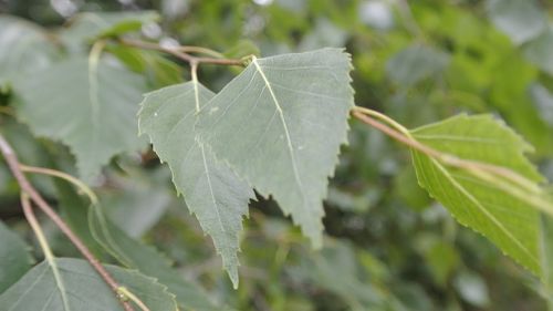 birch forest b