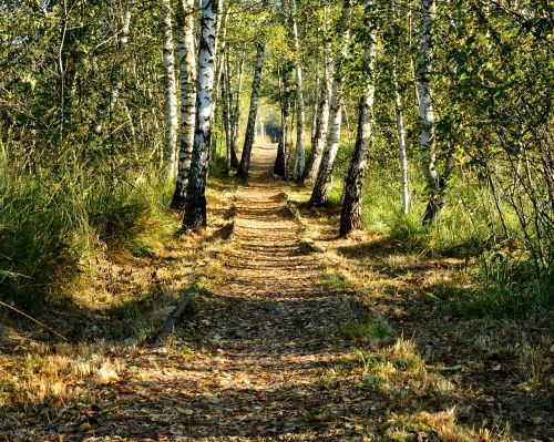 birch avenue birch avenue