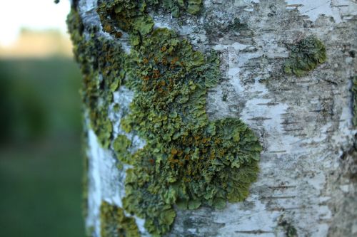 birch bark foam trunk