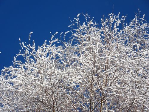 birch branches new zealand winter magic