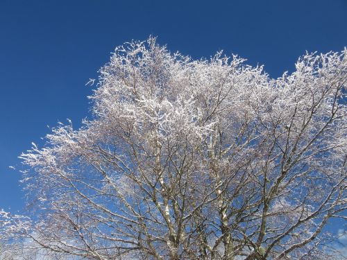 birch branches new zealand winter magic