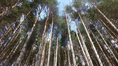 birch forest sky windows