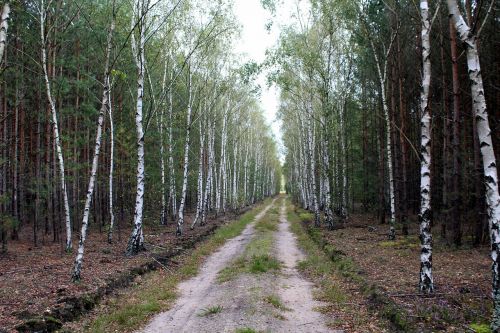birch forest tree forest