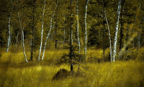 birch forest  landscape  forest