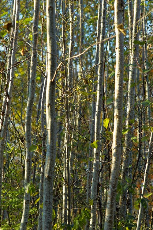 birch forest  late autumn  nature