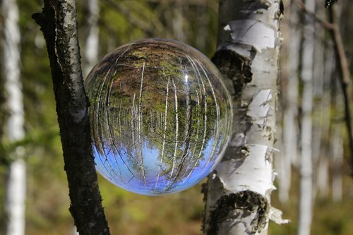 birch forest  glass ball photography  white