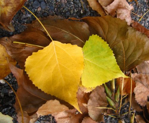 birch leaf yellow autumn