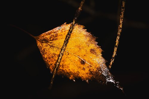 birch leaf  withered  wet