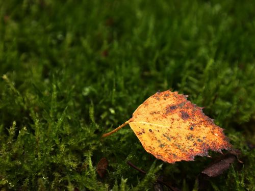 birch leaf leaf meadow