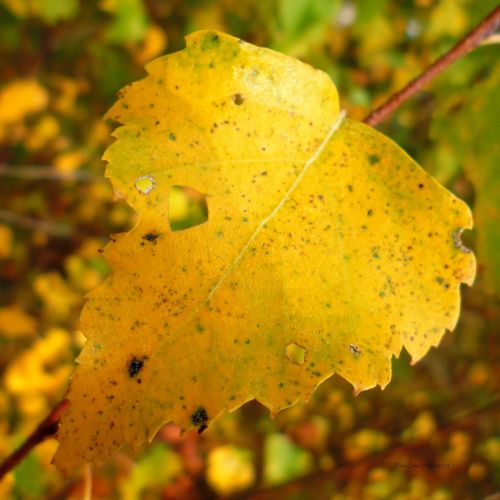 Birch Leaf