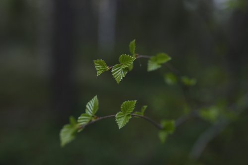 birch leaves  spring  nature