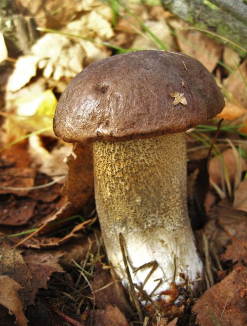 birch mushroom firs mushroom