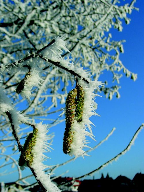 birch pollen frost icy