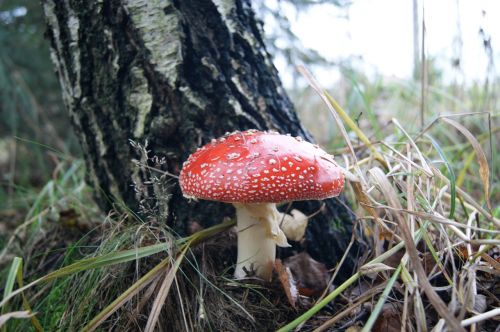 amanita forest mushroom