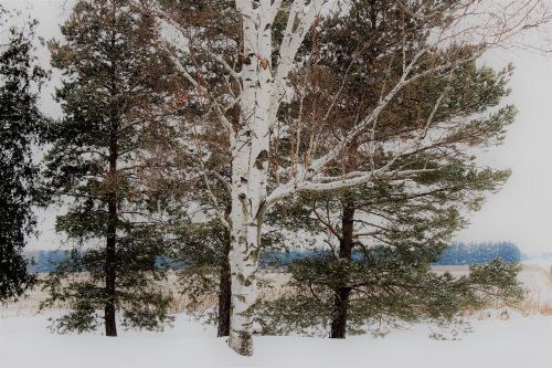 birch tree snow covered