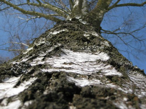 birch tree tree bark