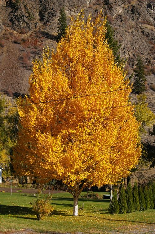 birch tree landscaping natural