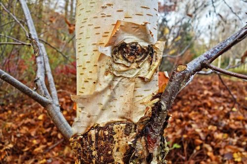 birch tree birch trunk birch bark