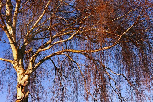 birch tree  trunk  branch
