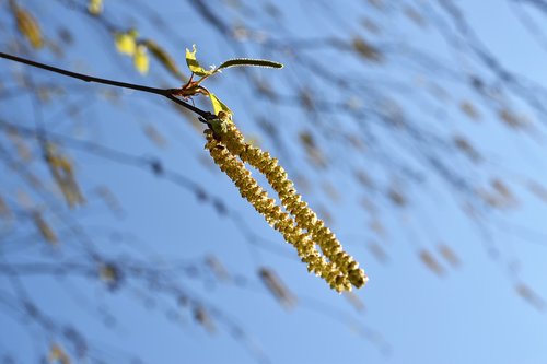 birch tree  catkins  green