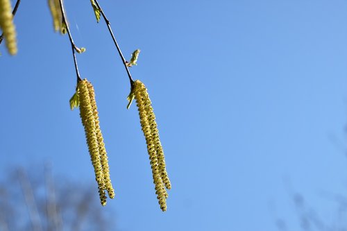 birch tree  catkins  green