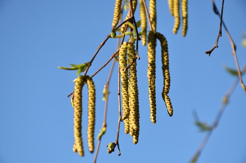 birch tree  catkins  green