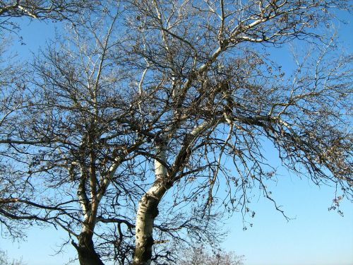 birch tree tree landscape