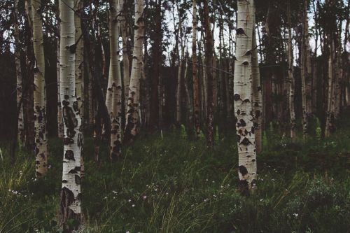 birch trees trunks bark