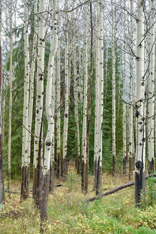birch trees forest trunks
