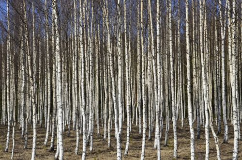 birch trees birch tree