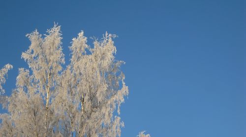 birch trees winter frost