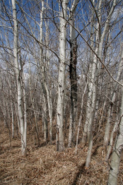 Birch Trees Forest