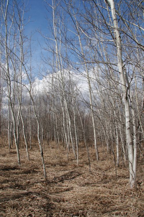 Birch Trees Forest